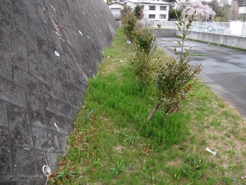 除草作業の前